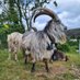Old Irish Goat Society (@OldIrishGoatSoc) Twitter profile photo