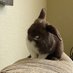 Thekatzemeow (@thekatzemeow) Twitter profile photo Thekatzemeow (@thekatzemeow) Twitter profile photo