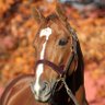 yeats2009's profile picture. Finance, my career. Animals, especially horses, my passion. FIGHT ON!! ROLL TIDE!! Forever Ruffian ❤
Clan Campbell! 🏴󠁧󠁢󠁳󠁣󠁴󠁿
