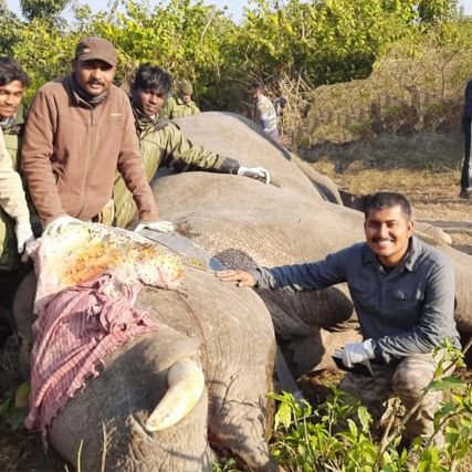 🐘 researcher. Cricket || Food || Travel || Visual Communication ||

* Budding statistical ecologist *

DST-INSPIRE Fellow || UNDP || IISER Kolkata || YIF