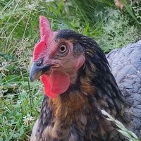 Henne (@kukeriki) 's Twitter Profile