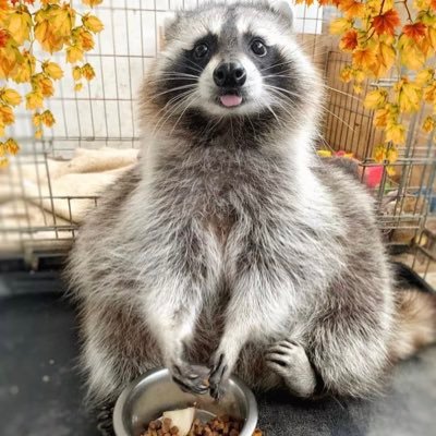 uhohtoast's profile picture. furries r adorable