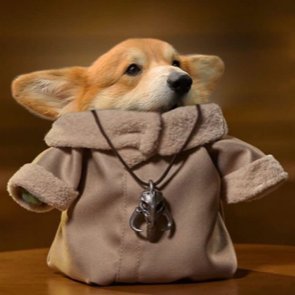 desertrosethec1's profile picture. Fun loving floofball, highly affectionate, spirited, loyal, adores family. Needs to be around humans.