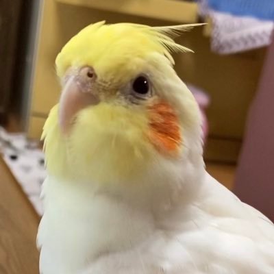 鳥🐥アカ&ちょっぴり雑多アカ✨🍵オカメインコのルカ（2021.1生まれ♂)娘26歳結婚、息子は去年から独り暮らし【セキセイぴぴたん♂7年10ヶ月で'22.4.17🌈お空】#鳥好きさんと繋がりたい 🍒夫、愛鳥とのんびり暮らしています🌷低浮上ですがよろしく🥰 🤍#ホットヨガ #ピアノ