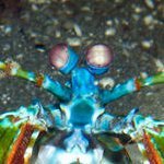 Mantisshrimp69 Profile Picture