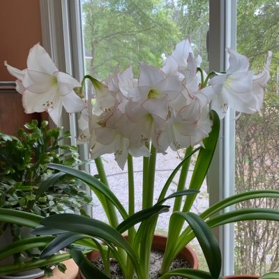 readingfundi1's profile picture. Retiring Literacy Specialist, becoming a gardener and perfecter of the art of sloth.