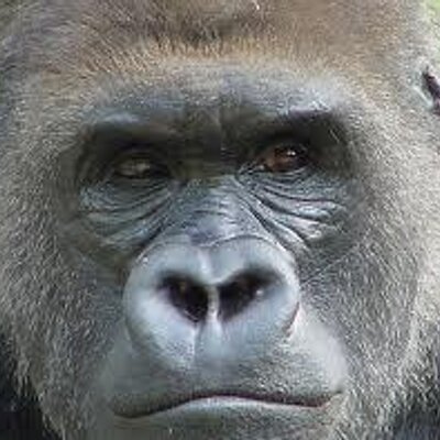 Dave Moore (@old_silverback) profile picture