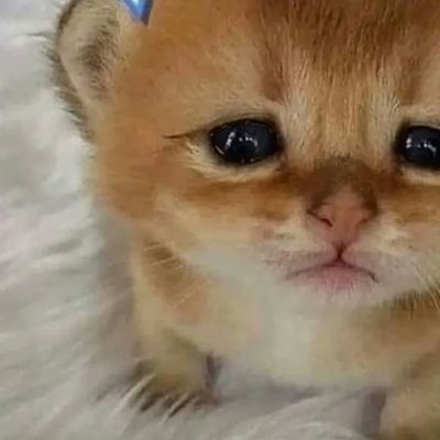 jaoさんのプロフィール画像