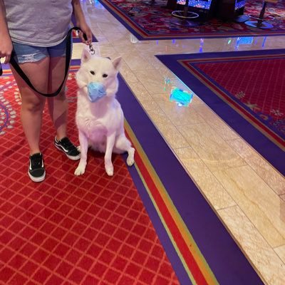 🐾 Tweet @ us & use hashtag #DogsofVegas when you see a dog 🐶 in a Vegas Casino 🎰 or just anywhere in Vegas #Woof #Bark #GoodDog #DogsofTwitter #Casino #Vegas