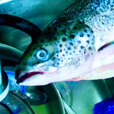 DustTrout's profile picture. 