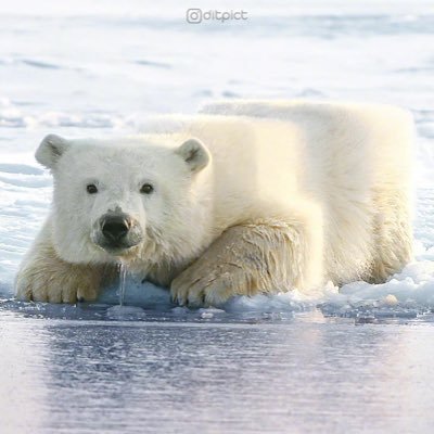 方形北极熊
