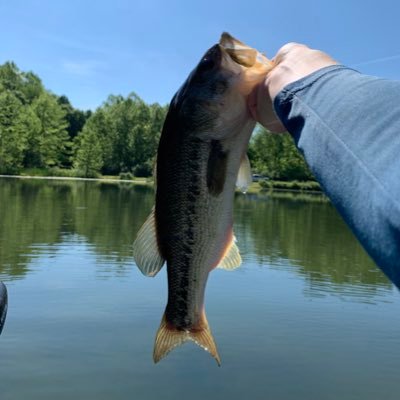 NoahToler3's profile picture. go mountaineers