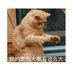 xiaotaiyang (@xiaotai86851285) Twitter profile photo