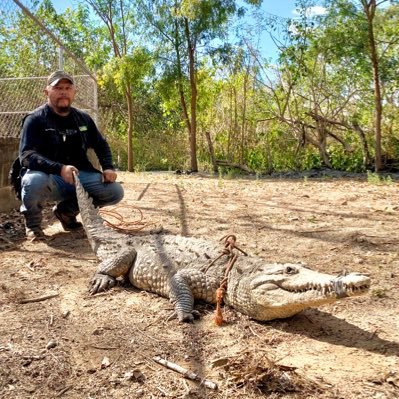 Biólogo 🇲🇽 Especialista en Cocodrilianos 🐊 IUCN/CSG/GECMX Fundador y presidente de @comaffasacwild