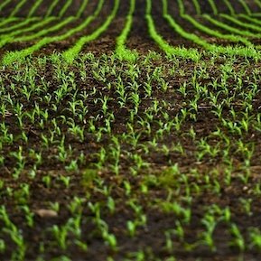Agriculture, Food and Nutrition Security Profile