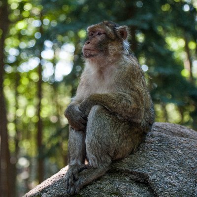 Une surprenante promenade parmi 240 macaques de Barbarie vivant en liberté sur 24ha de forêt 🐒🌳 
Lieu le plus magique d'Alsace ✨🥨
#montagnedessinges