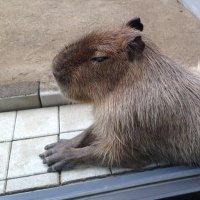 パンパカ工務店 (@kitanihonganba) 's Twitter Profile