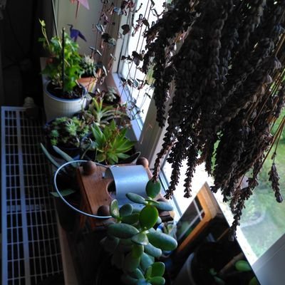 MiaMarieSommer1's profile picture. Arnacha-syndikalist*in (sie/ihr)
💜🖤, Sozialwesen, DDF-Ultra,