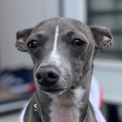 Leo84556460's profile picture. イタグレの何気ない写真をあげています！