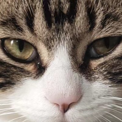 mingzhentankn1's profile picture.