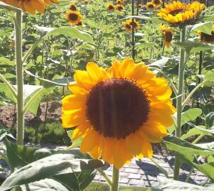 sasebo_c_m_a's profile picture. こんにちは♪11月12日の第13回定期演奏会を無事に終えることができました。ありがとうございました。今後も色々な所で演奏をしていきます。今後ともよろしくお願いいたします♪