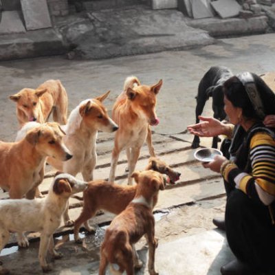 VijayKu32284020's profile picture. FIGHT AGAINST VIOLENT DOCTORINE OF JIHAD AND SAVE KAFFIRS FOR SAFER WORLD, AGAINST TREACHEROUS IDEOLOGY, WHO PROPOGATED KILLINGS I AM WITH ALL THOSE KILLED BY .