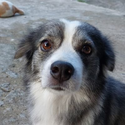 Baliknankopls's profile picture. 