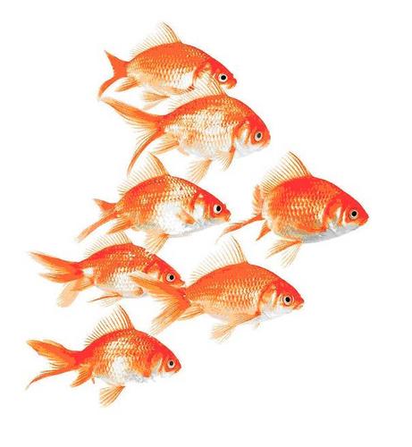 Organisme de #formation en #langues  thématiques business. #RH #DIF #CPF Contactez-nous : 01 53 01 81 50 - Paris 75003