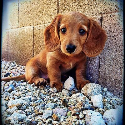 Welcome to our #dachshund community  page. This page is dedicated to all #dachshund lovers and owners😍