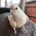 Freddie The Tiel (@chirpyfred) Twitter profile photo