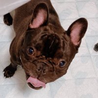 フレブル🐽べんけい🐶🐖 (@pigdogb) 's Twitter Profile