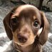 Dachshund (@daschundlovers2) Twitter profile photo