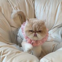 33 (@333css333) 's Twitter Profile