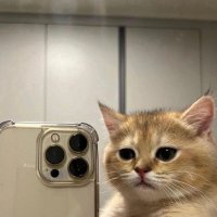 DmitrySharonov (@dmitry90466467) 's Twitter Profile