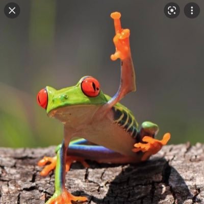 TheRealLifeFrog Profile Picture