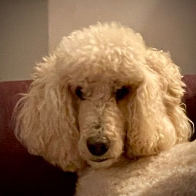 restorersteve2's profile picture. Restorer