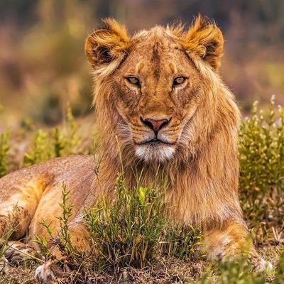 ABDALLAHImaded2's profile picture. ingénieur d'état en automatisation