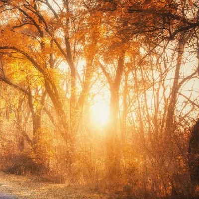 PltAyetullah's profile picture. 