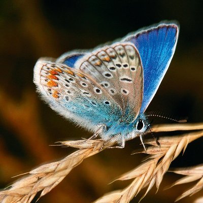 I love nature, bees and butterflies, birds and flowers. 🍯🐝
I also love to read. #bookworm #booklovers #bookworms
