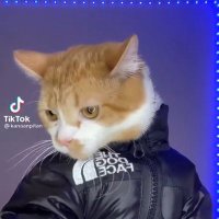 ๐Kerm๐ (@brentfaiyazstan) 's Twitter Profile