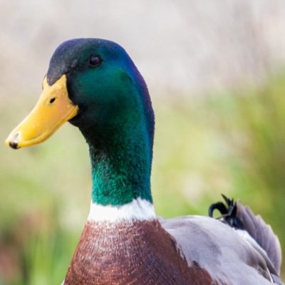 🦆Duck Football. 🦆Real life duck farmer.