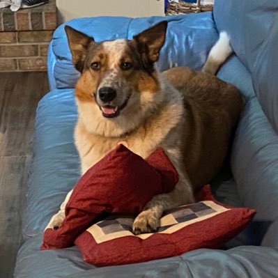 Canadian, father, self-employed, Ally and my dog is a damn good girl. #GoBills