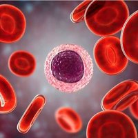 DR CARLOS LUIS ALVAREZ BOADA (@mregenerativa) 's Twitter Profile Photo