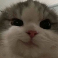 peach (@ordeenarygurll) 's Twitter Profile