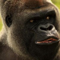 Mike Spudgun (@spudgun01) 's Twitter Profile Photo