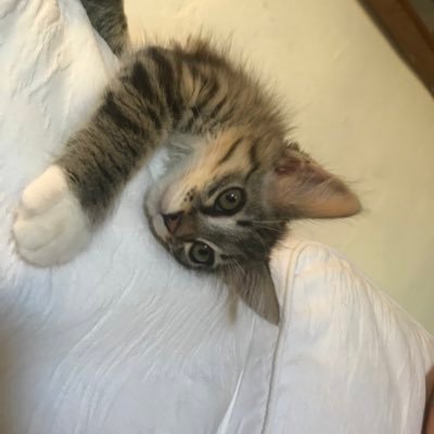 Pandorarosess's profile picture. Boop