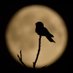 The Bird of Dawning (@birdofdawning) Twitter profile photo The Bird of Dawning (@birdofdawning) Twitter profile photo