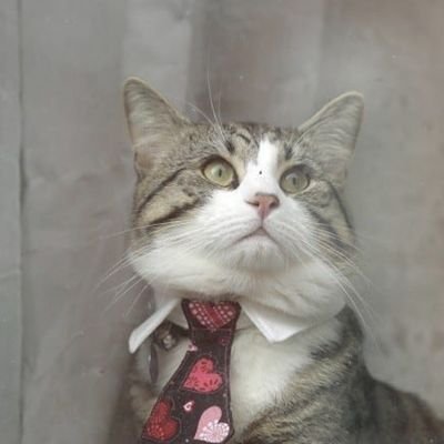 JoseMariaRodRiv's profile picture. Un llamingo común y silvestre