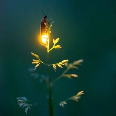 BocekMit's profile picture. #MİT (Metafizik İstihbarat Teşkilatı) Büyük Başkanı Işıklı Böcek