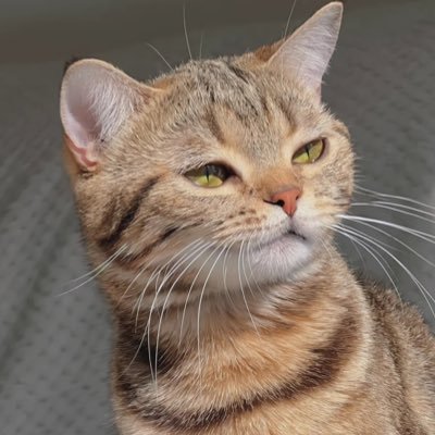 SERENさんのプロフィール画像